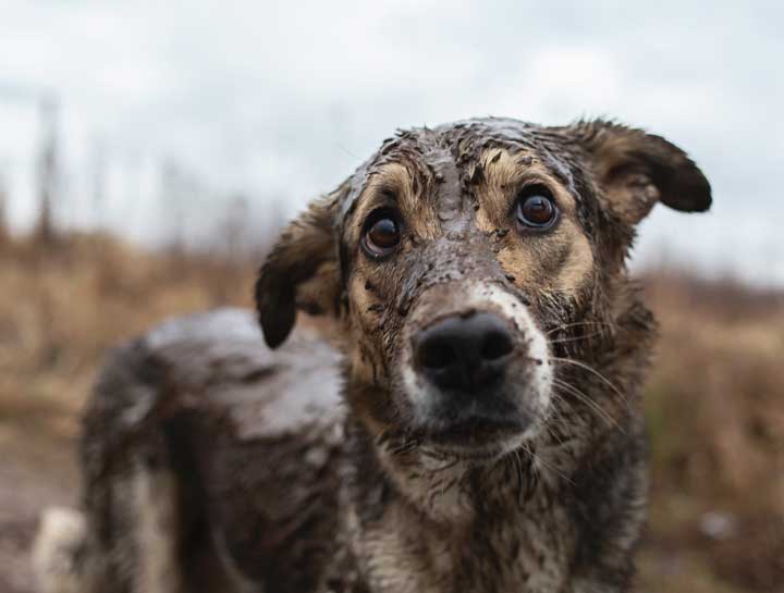 Who Uses The Dog Wash?