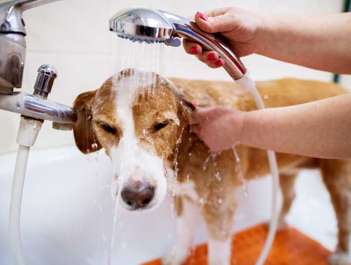 The dog deals bath