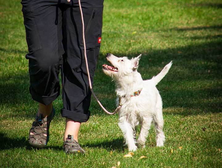 Boarding for Dogs & Cats Kennels in $city